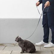 ikea cat harness