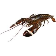 Live Atlantic Lobster  - $13.98/lb (Up to $4.00 off)