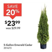 5-Gallon Emerald Cedar - $23.99 (20% off)