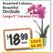 Beautiful Orchids - $18.99 ($6.00 off)