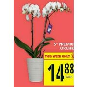 5” Premium Orchids - $14.88