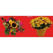 PC Gift Bouquet - 6 Inch Potted Mum - From $25.00 (BOGO 50% off)
