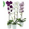 Premium Waterfall Orchid In Ceramic Pot - $29.99 ($5.00 off)