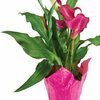 6" Calla Lily or 6" Premium Tropical Plant - $9.97